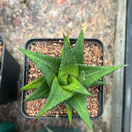 Haworthiopsis venosa var. woolleyi x H. limifolia
