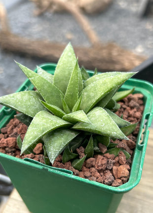 Haworthia angustifolia var. baylissii