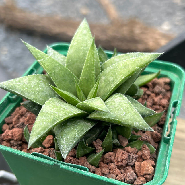 Haworthia angustifolia var. baylissii
