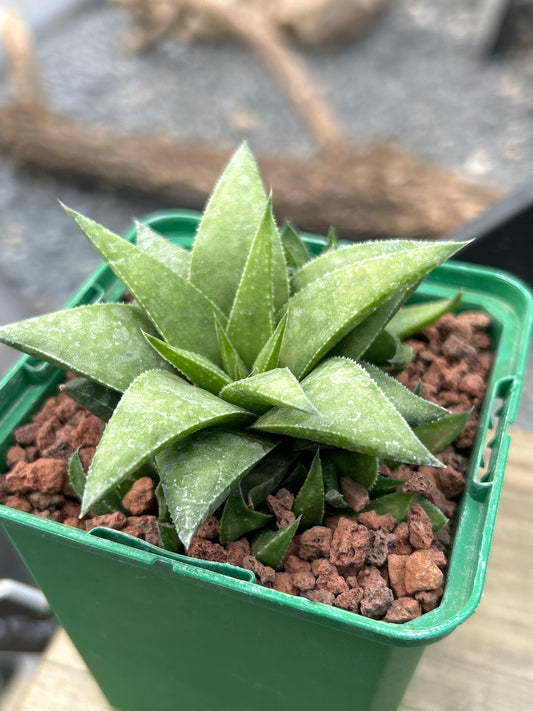 Haworthia angustifolia var. baylissii