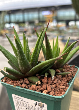 Haworthiopsis attenuata ‘Brittaneae’