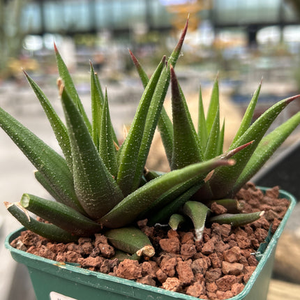 Haworthiopsis attenuata ‘Brittaneae’