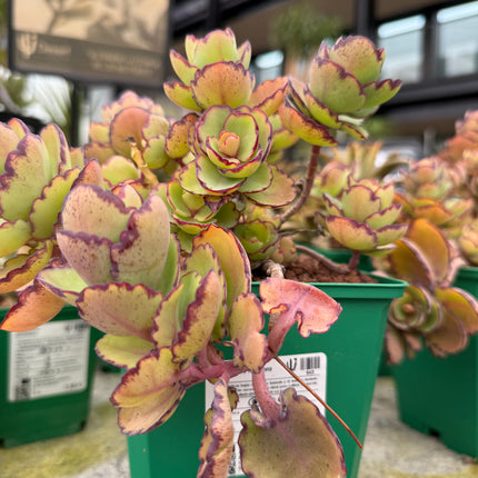 Kalanchoe laxiflora