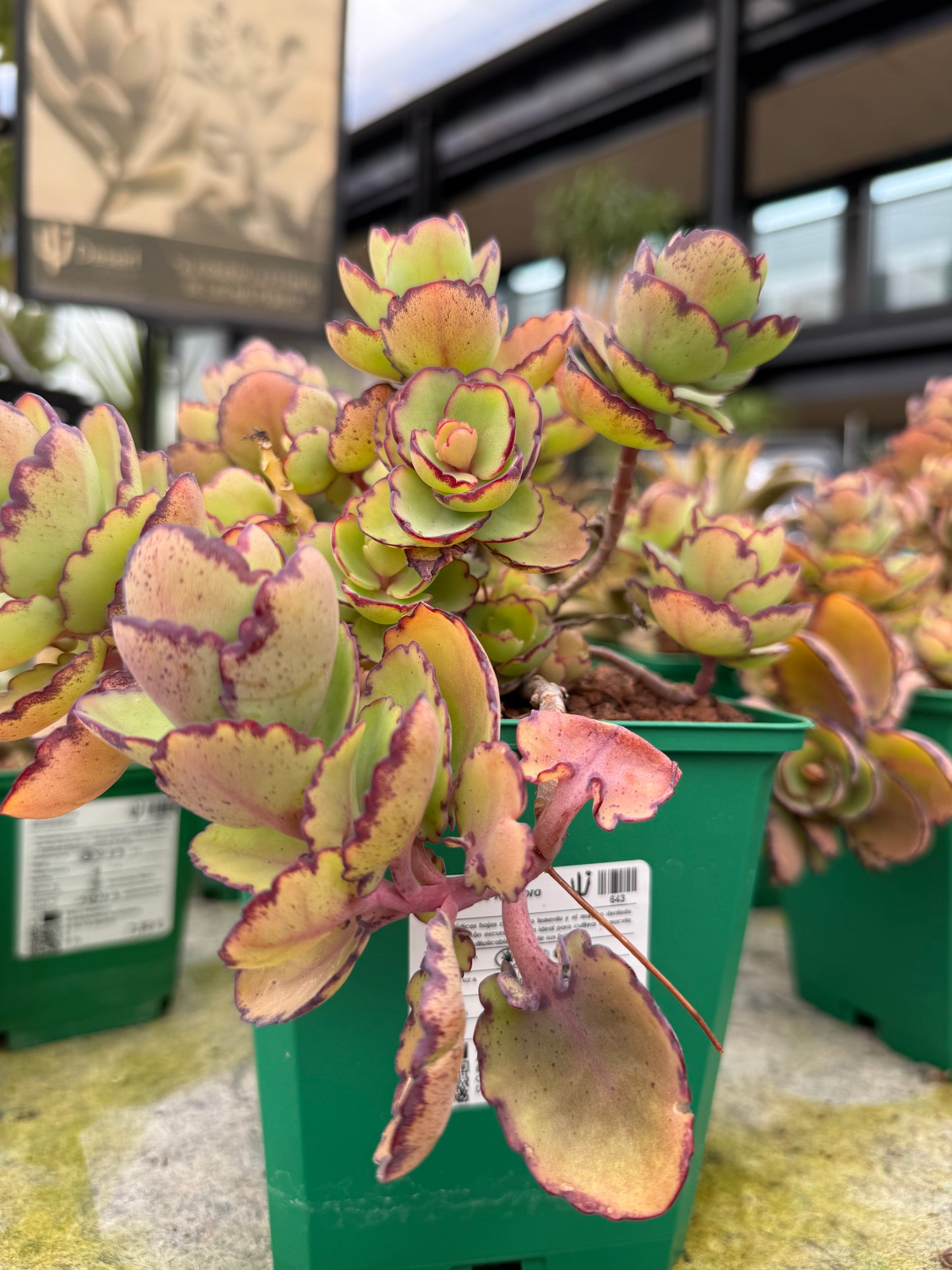 Kalanchoe laxiflora