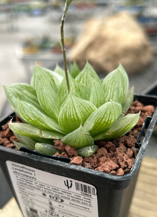 Haworthia cymbiformis f. variegata