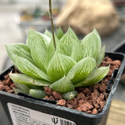 Haworthia cymbiformis f. variegata
