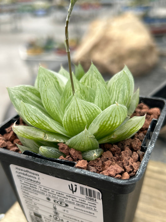 Haworthia cymbiformis f. albovariegata