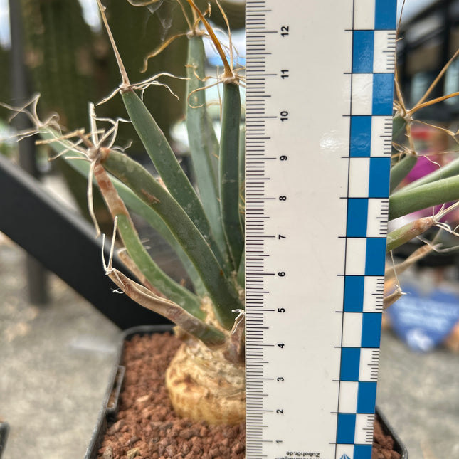 Leuchtenbergia principis