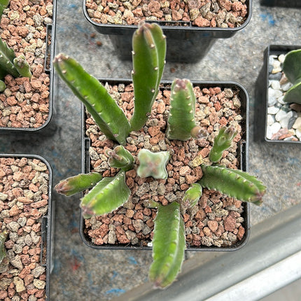Stapelia leendertziae