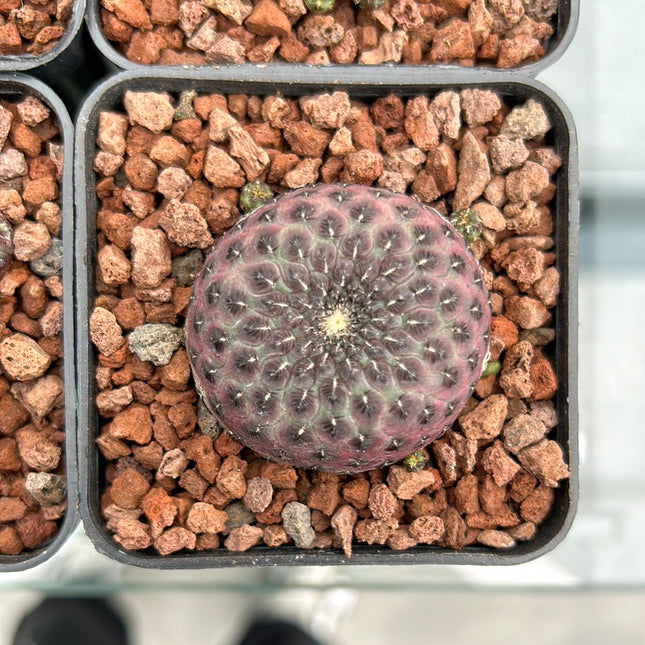 Weingartia rauschii f. violacidermis