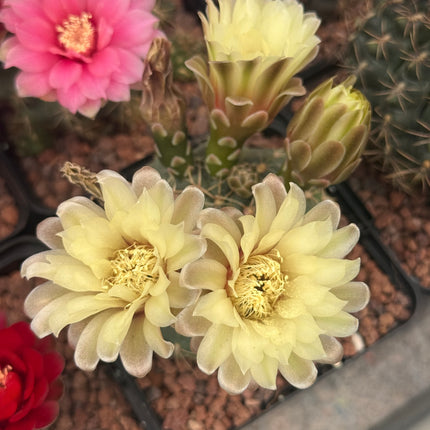 Gymnocalycium baldianum