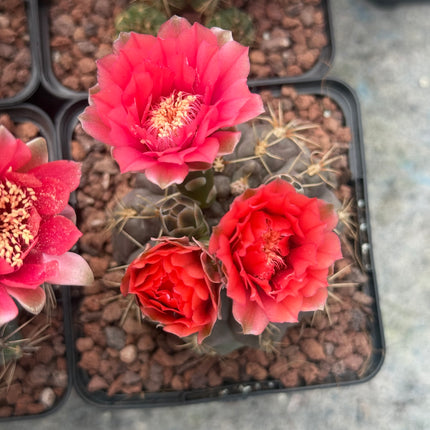 Gymnocalycium baldianum