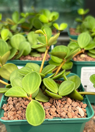 Peperomia “Hope”
