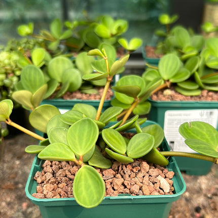 Peperomia “Hope”