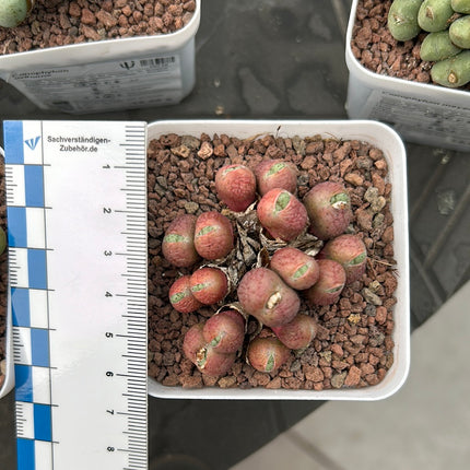 Conophytum hillii