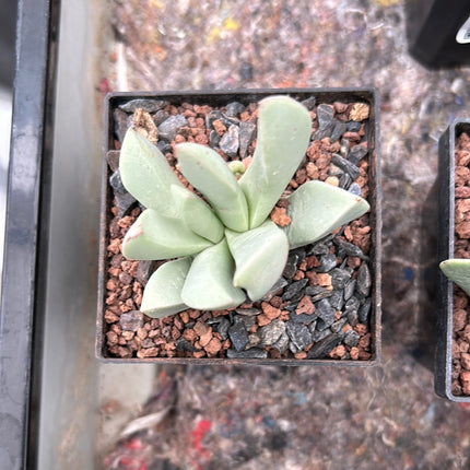 Juttadinteria simpsonii