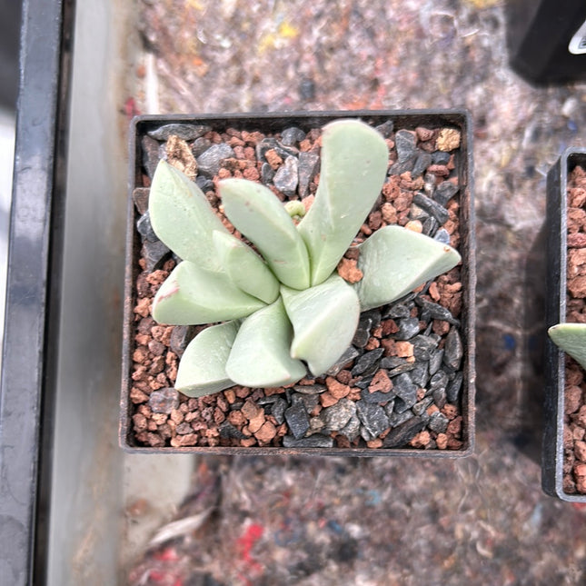 Juttadinteria simpsonii