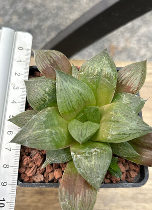 Haworthia 'Rigida'