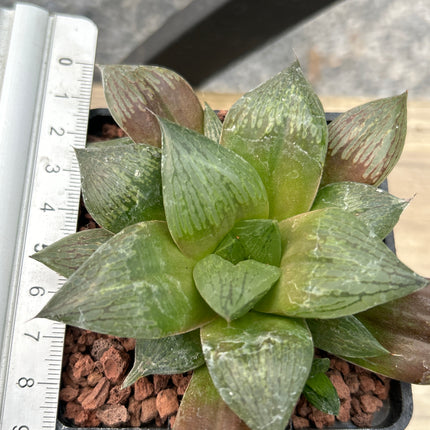 Haworthia 'Rigida'
