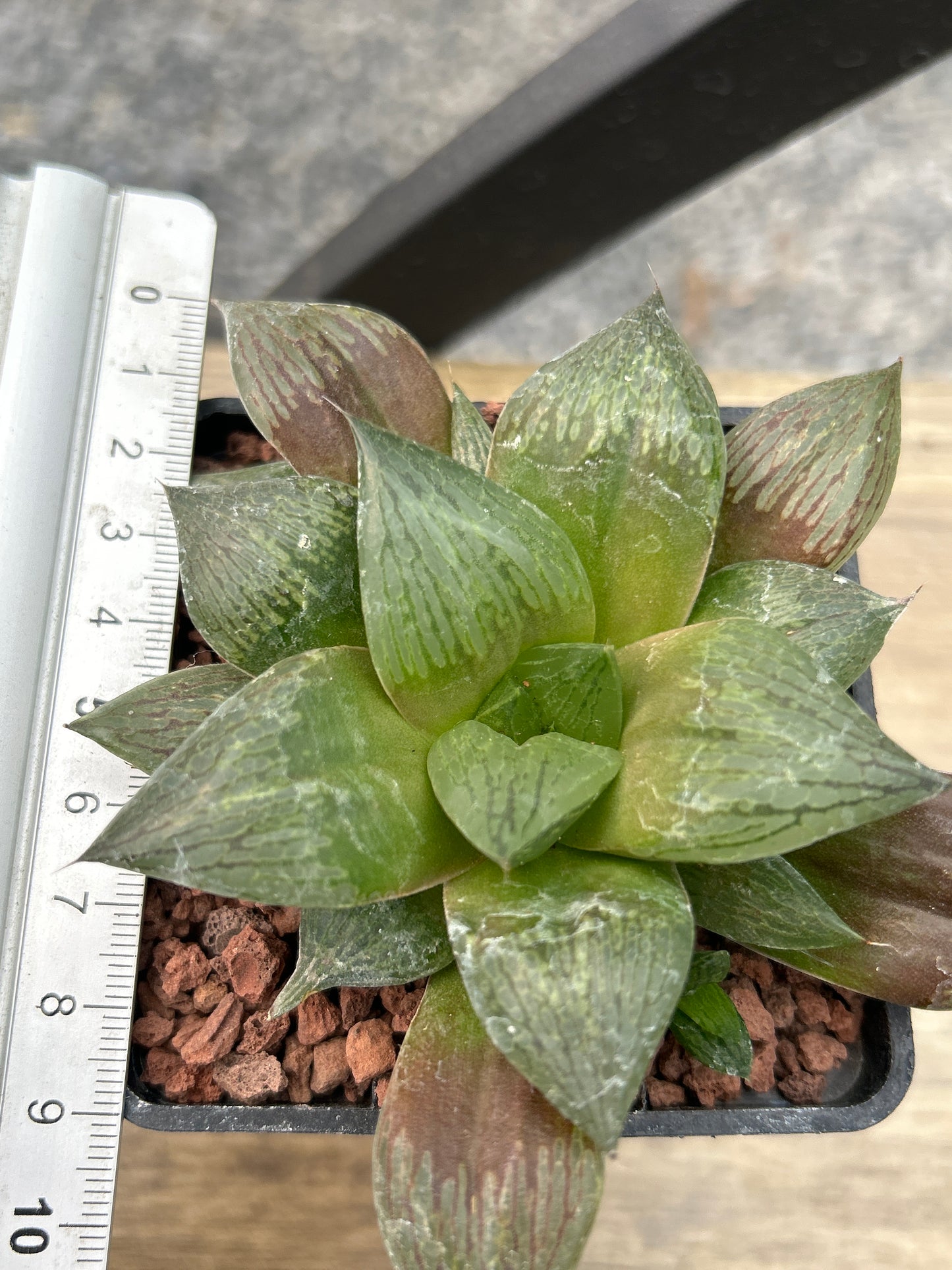 Haworthia 'Rigida'