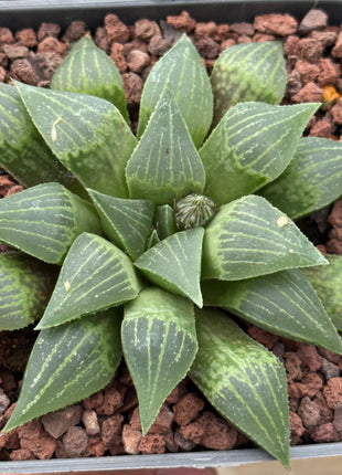 Haworthia mirabilis 'Jacubi'