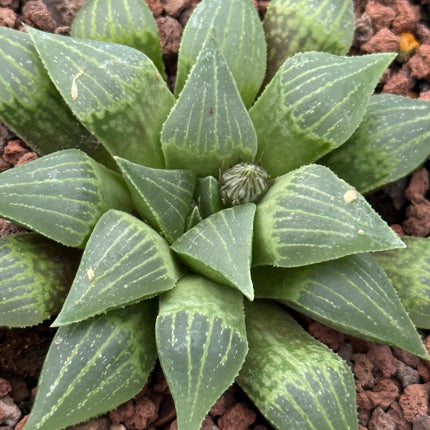 Haworthia mirabilis ‘Jacubi’