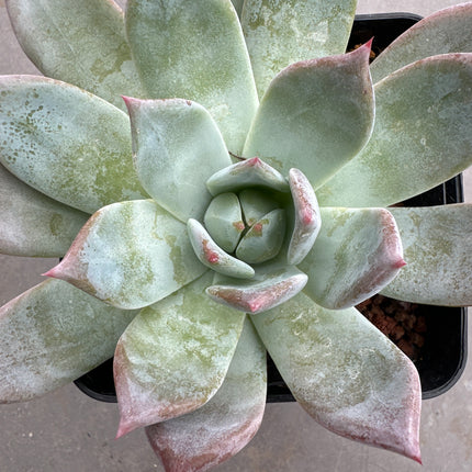 Echeveria colorata 'Roof' | La joya del tejado