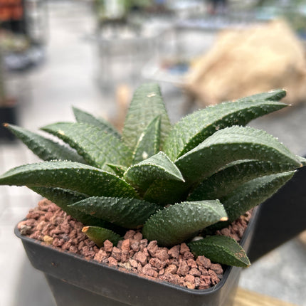 Haworthiopsis granulata var. schoemanii