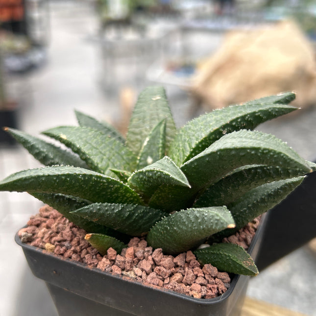 Haworthiopsis granulata var. schoemanii