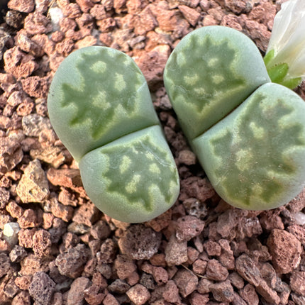 Lithops salicola f. maculada C086