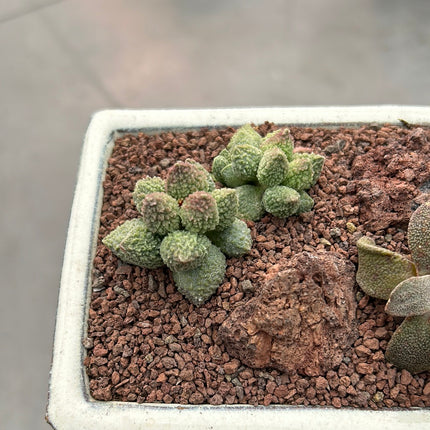 Zusammensetzung der Aizoaceae