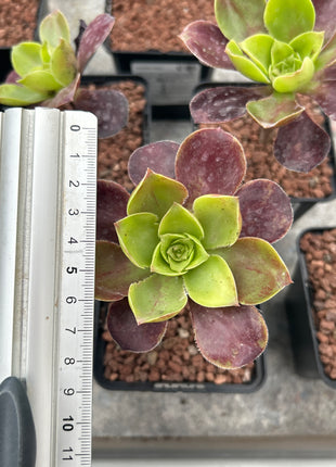 Aeonium-Velours