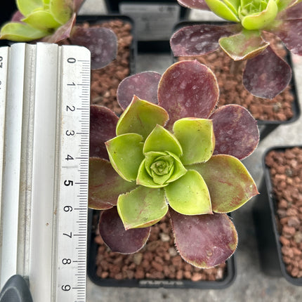 Aeonium velor