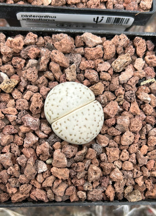 Dinteranthus wilmotianus