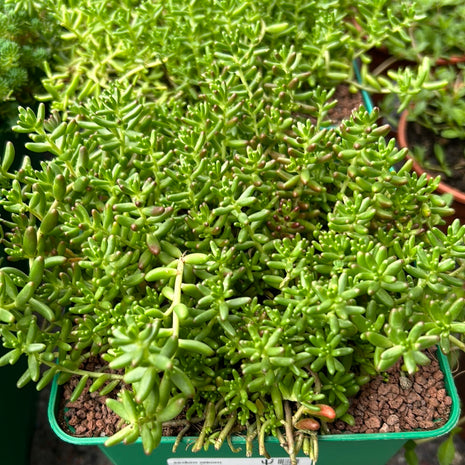 Sedum-Album