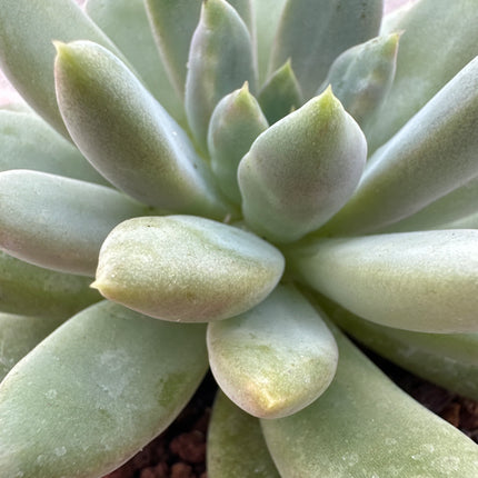 ×Pachyveria 'Roger Jones' | La roseta Australiana