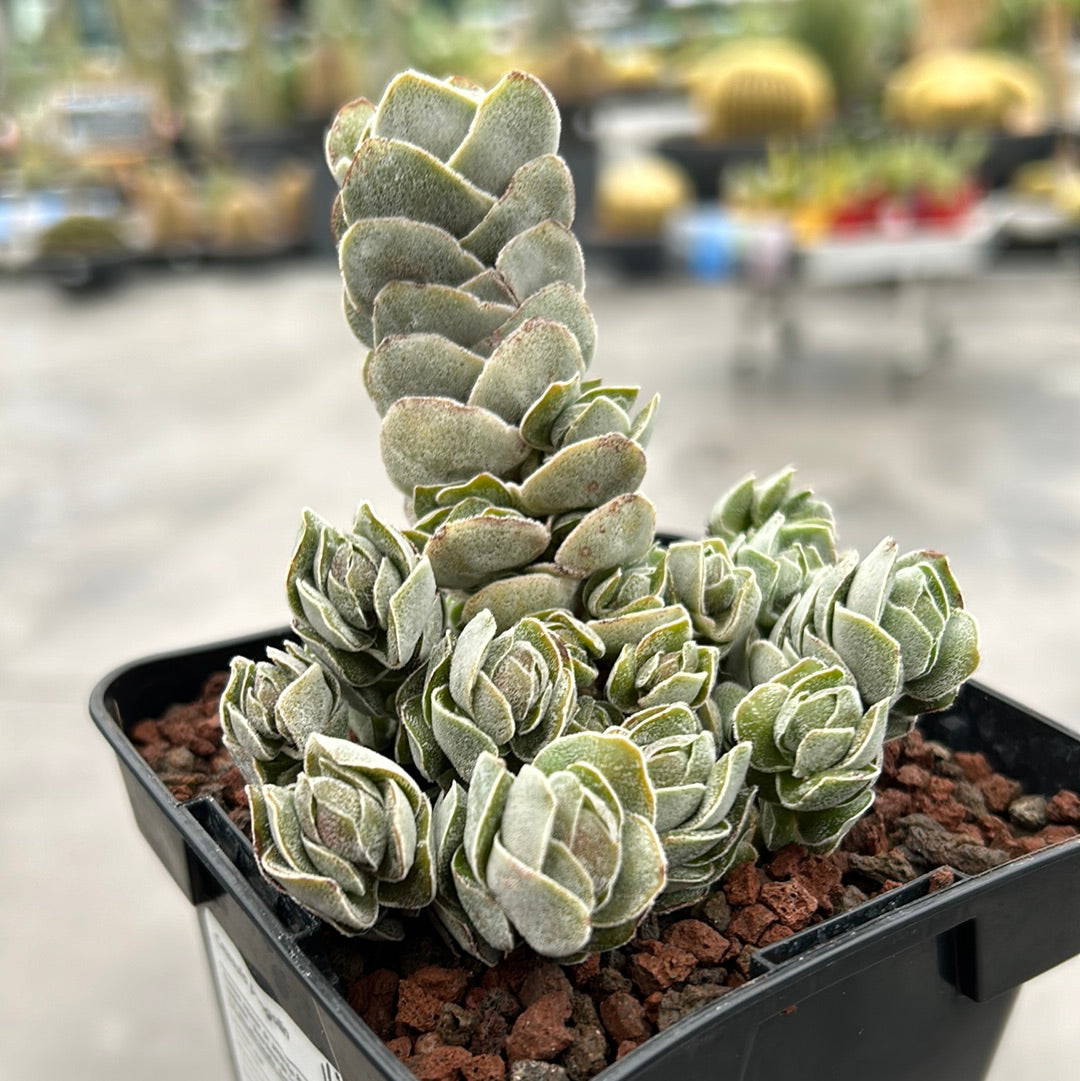 Crassula pangolin