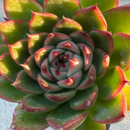 Echeveria 'Anita’ )