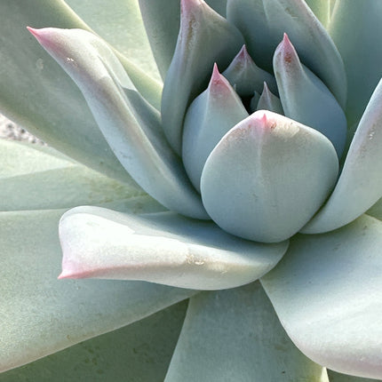 Echeveria colorata 'Roof' | La joya del tejado