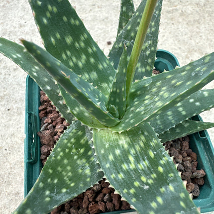 Aloe 'Cha Cha’ | Aloe híbrido  John Bleck 1997