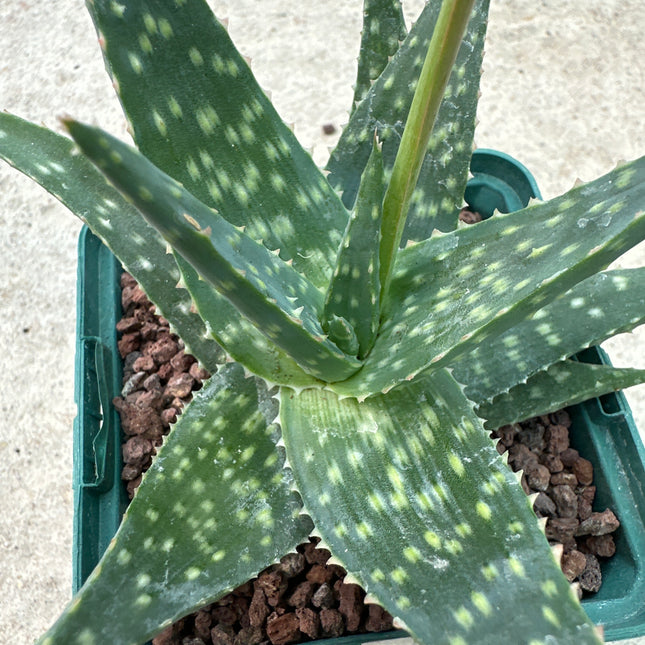 Aloe 'Brown Beauty' KZ -2013