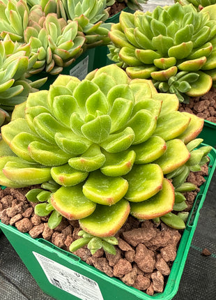x Cremneria 'Chubbs'