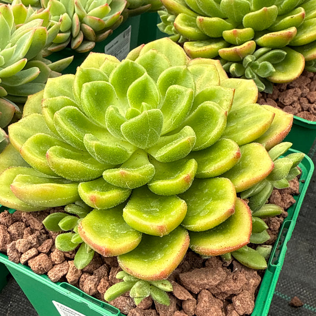 x Cremneria ‘Chubbs’