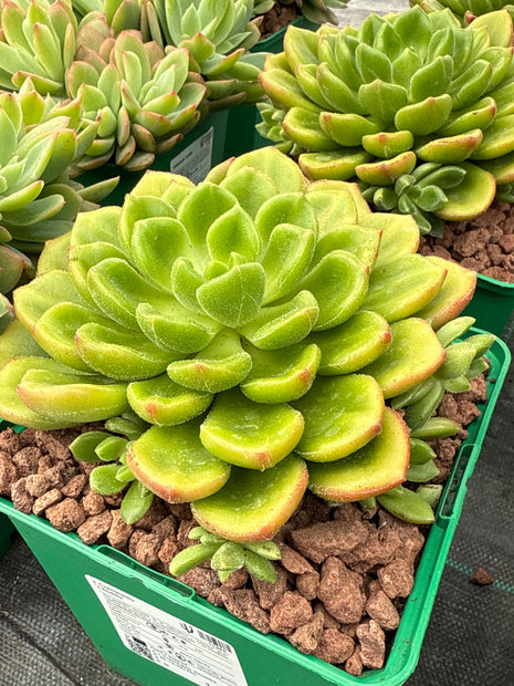 x Cremneria ‘Chubbs’