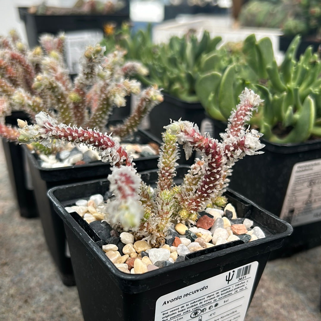 avonia succulent Avonia recurvata – DesertSTORE.es