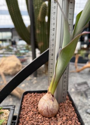 Merwilla plumbea
