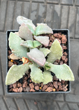 Faucaria tigrina (Wolfsmaul)