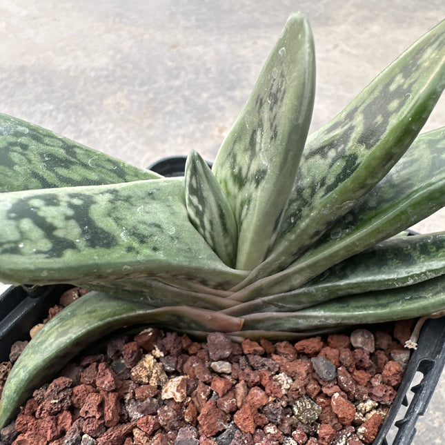 Gasteria bicolor var. fallax 'Sunset' | Gasteria hierba plateada de Albany