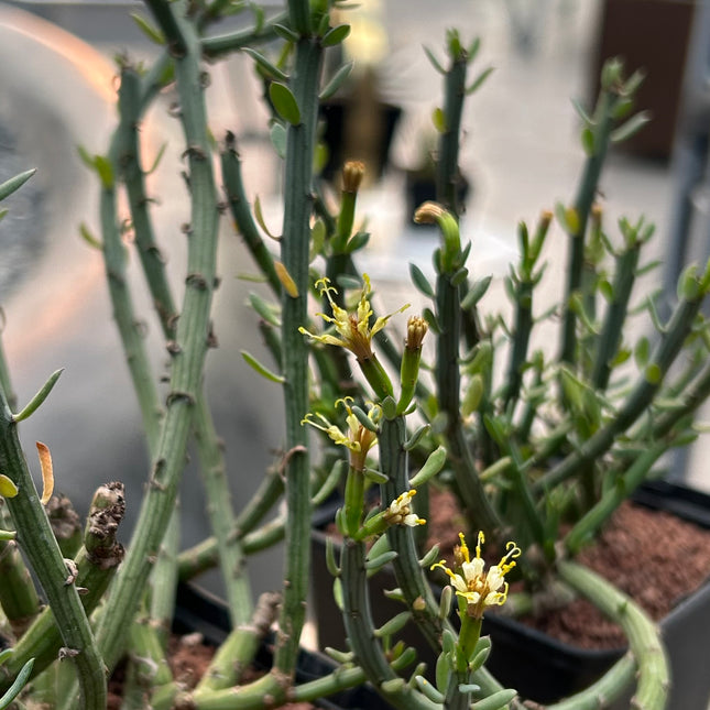 Senecio longiflorus