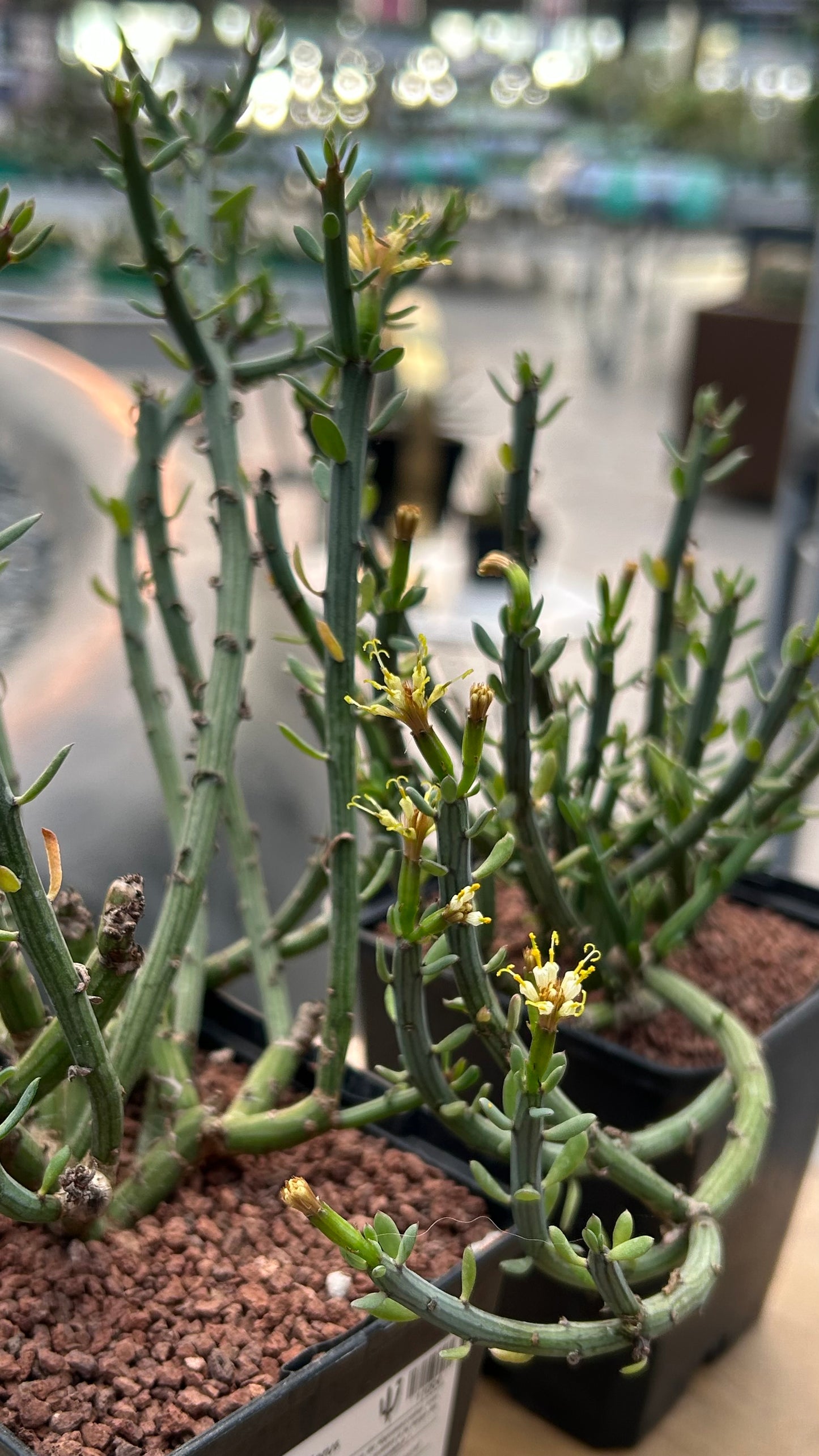 Senecio longiflorus